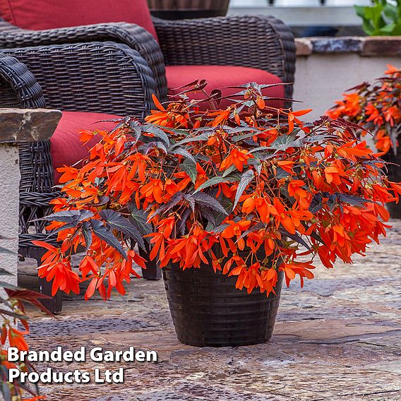 Begonia 'Bossa Nova Night Fever Papaya'