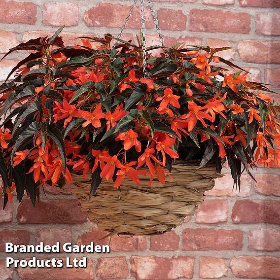 Begonia 'Bossa Nova Night Fever Papaya'