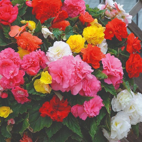 Begonia 'Nonstop Mixed' F1 - Seeds
