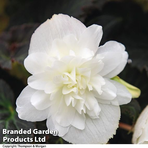 Begonia 'Nonstop Joy Mix'