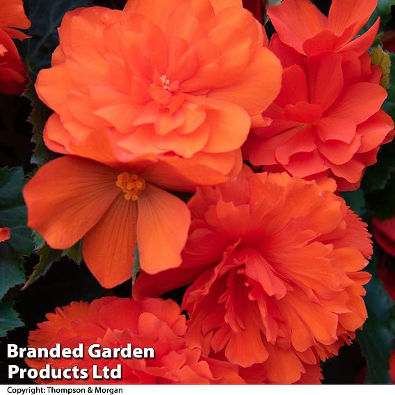 Begonia 'Nonstop Joy Mix'