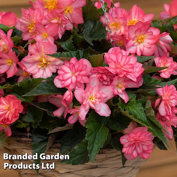 Begonia 'Nonstop Rose Petticoat'