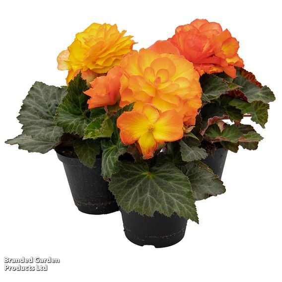 Begonia 'Nonstop Flame'