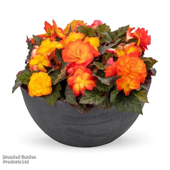 Begonia 'Nonstop Flame'