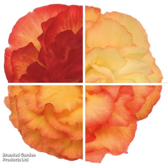 Begonia 'Nonstop Flame'