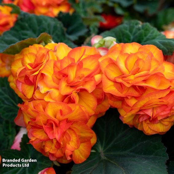 Begonia 'Nonstop Flame'