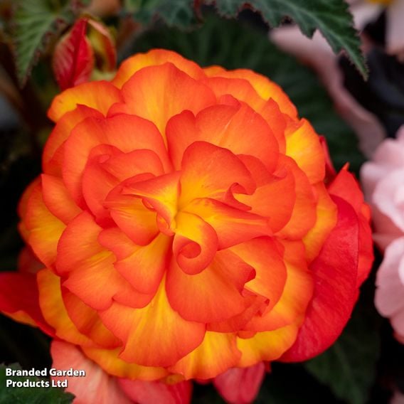 Begonia 'Nonstop Flame'