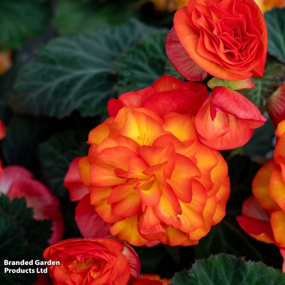 Begonia 'Nonstop Flame'