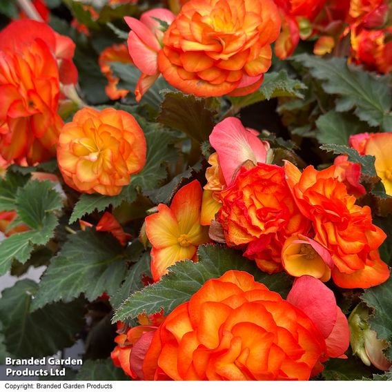 Begonia 'Nonstop Flame'