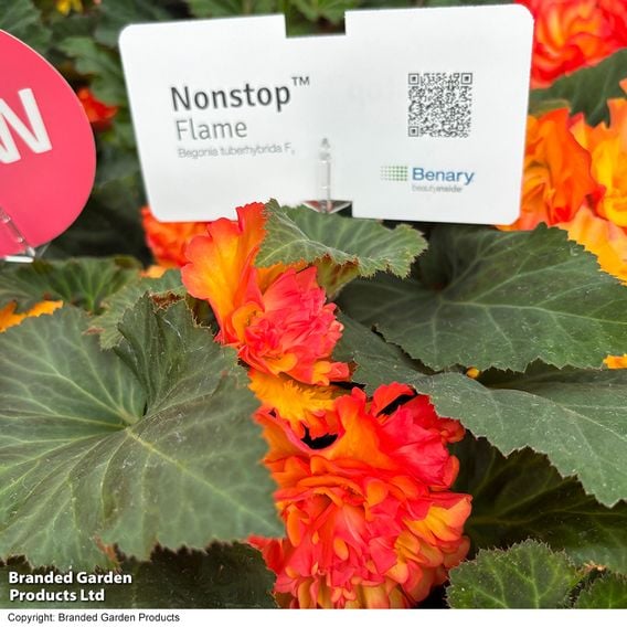Begonia 'Nonstop Flame'