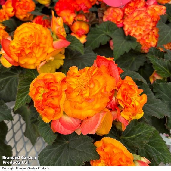 Begonia 'Nonstop Flame'