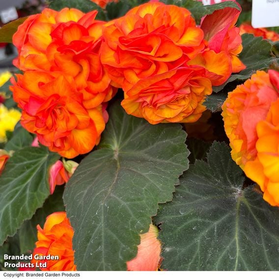 Begonia 'Nonstop Flame'