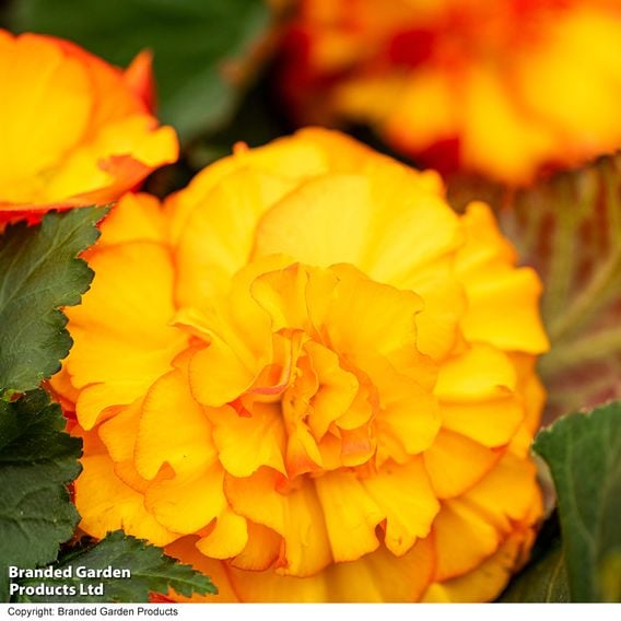 Begonia 'Nonstop Flame'