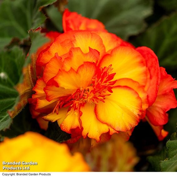 Begonia 'Nonstop Flame'