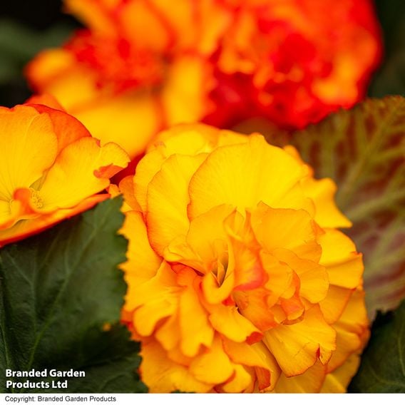 Begonia 'Nonstop Flame'