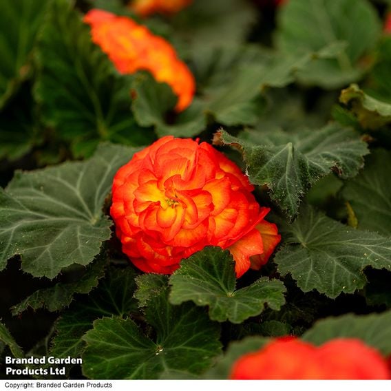 Begonia 'Nonstop Flame'