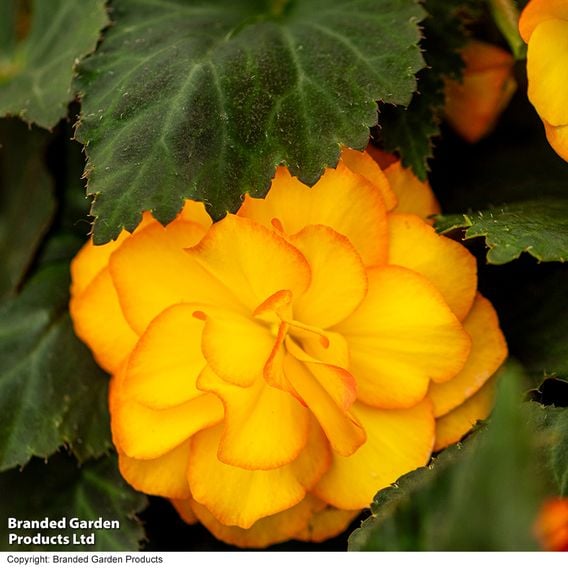 Begonia 'Nonstop Flame'