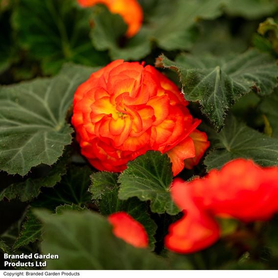 Begonia 'Nonstop Flame'