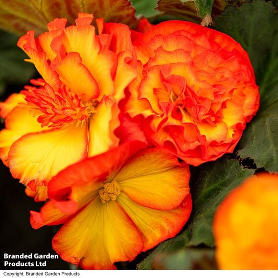 Begonia 'Nonstop Flame'