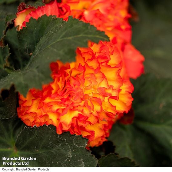 Begonia 'Nonstop Flame'