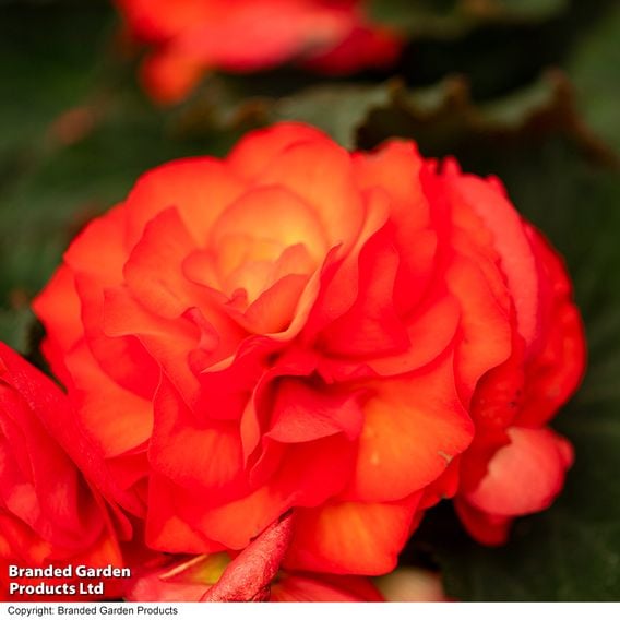 Begonia 'Nonstop Flame'