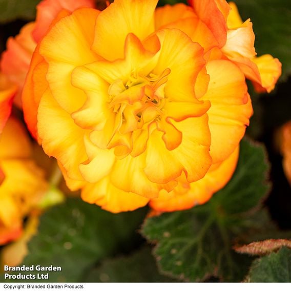Begonia 'Nonstop Flame'
