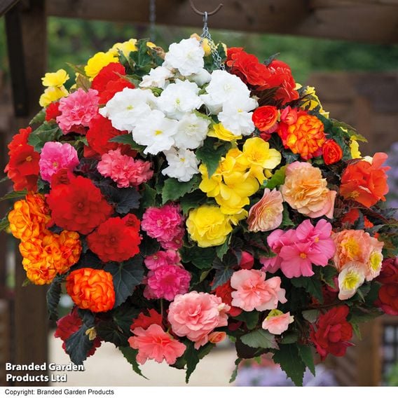Begonia 'Nonstop Mixed'