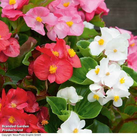 Begonia semperflorens 'Organdy Mixed' F1