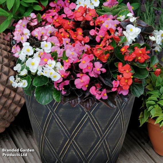 Begonia semperflorens 'Organdy Mixed' F1