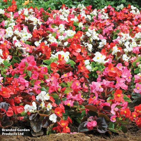 Begonia semperflorens 'Organdy Mixed' F1