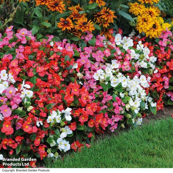 Begonia semperflorens 'Organdy Mixed' F1