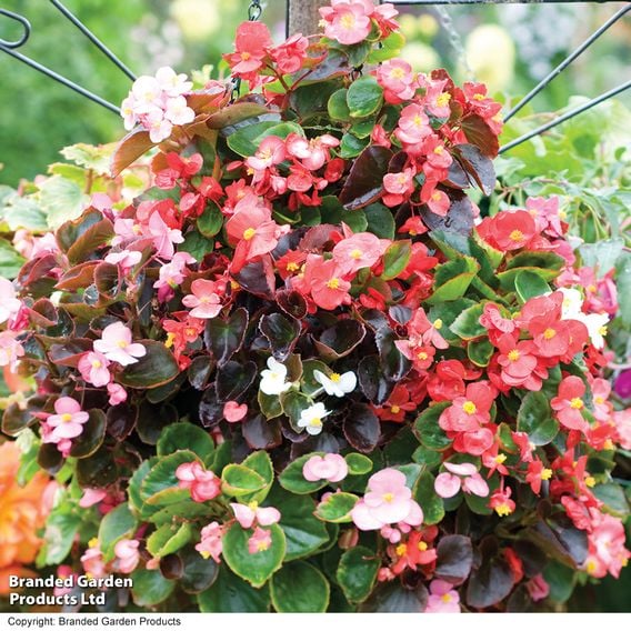Begonia semperflorens 'Organdy Mixed' F1