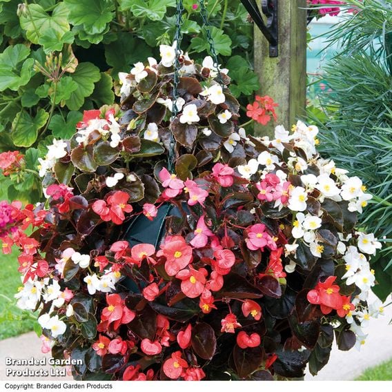 Begonia semperflorens 'Organdy Mixed' F1