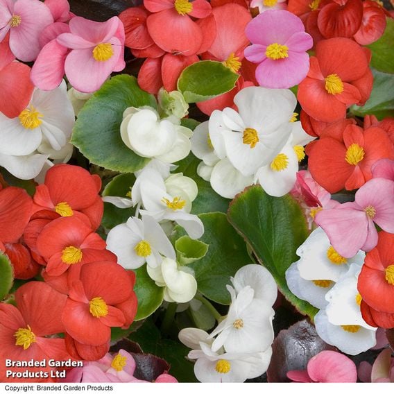Begonia semperflorens 'Organdy Mixed' F1