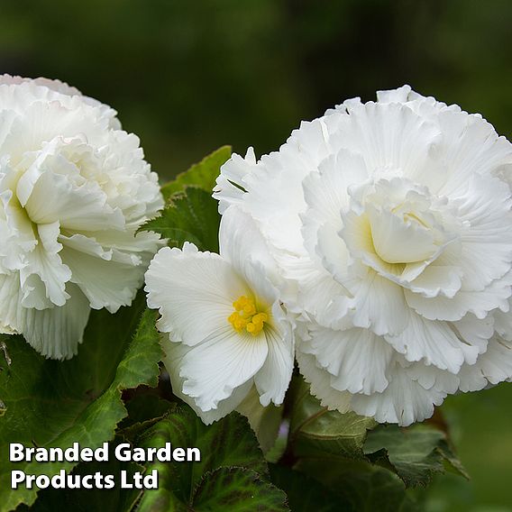 Begonia x tuberhybrida 'Giant Mixed'