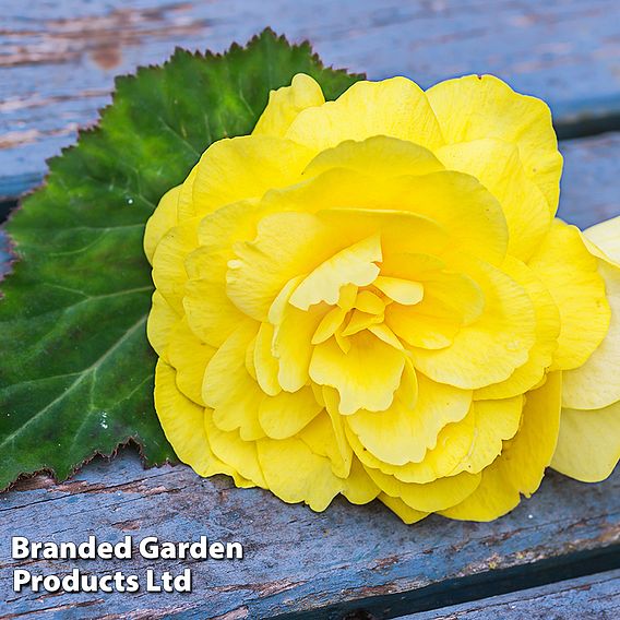 Begonia x tuberhybrida 'Giant Mixed'