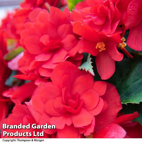 Begonia 'Nonstop Joy Mix'