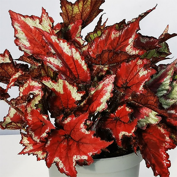 Begonia rex 'Sangria'