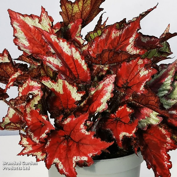 Begonia rex 'Sangria'