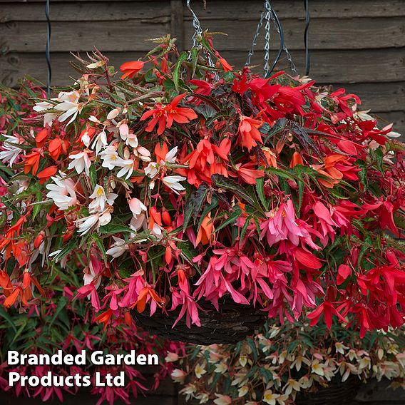 Begonia 'Starshine Mixed'