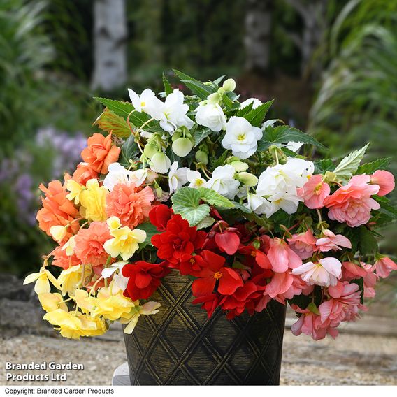 Begonia 'Sun Dancer Mixed'