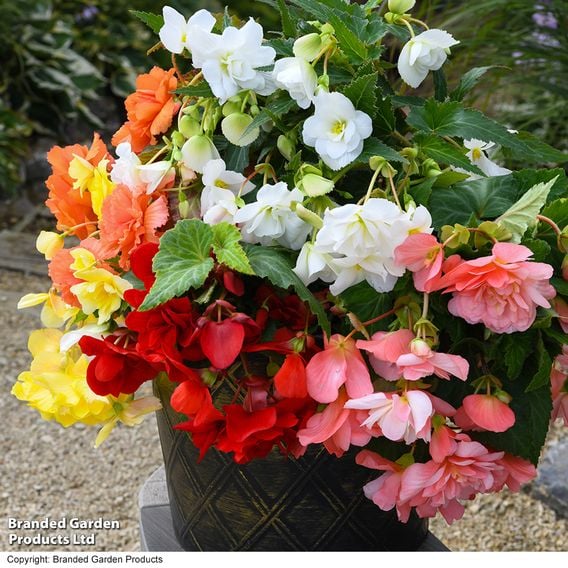 Begonia 'Sun Dancer Mixed'