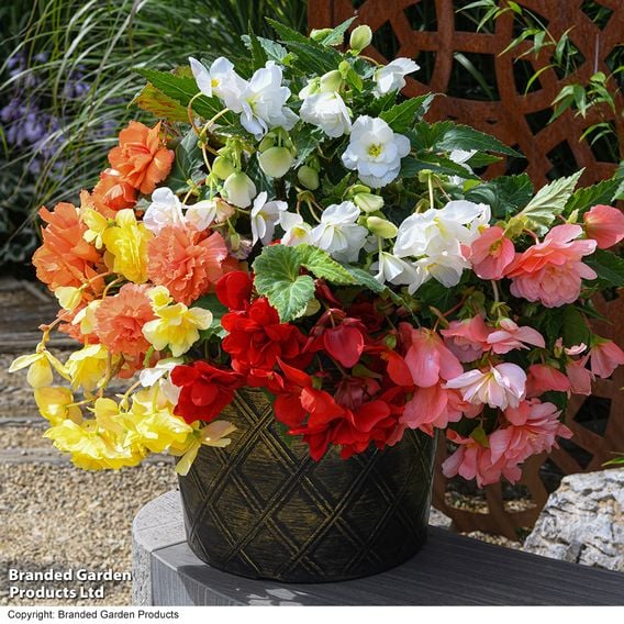 Begonia 'Sun Dancer Mixed'