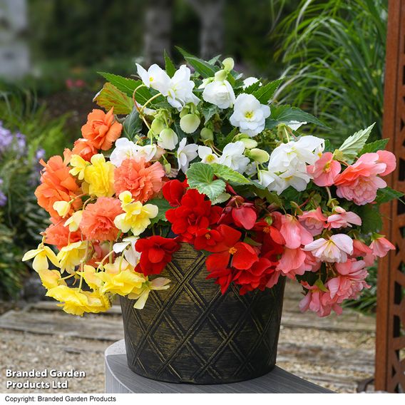 Begonia 'Sun Dancer Mixed'