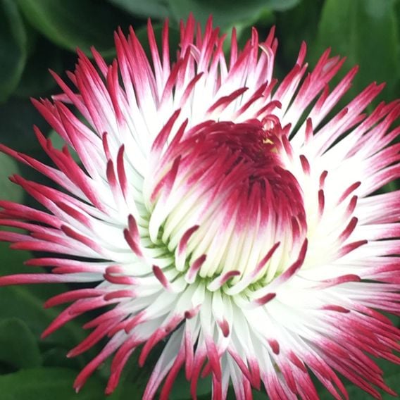 Bellis 'Habanera Red & White Bicolour'