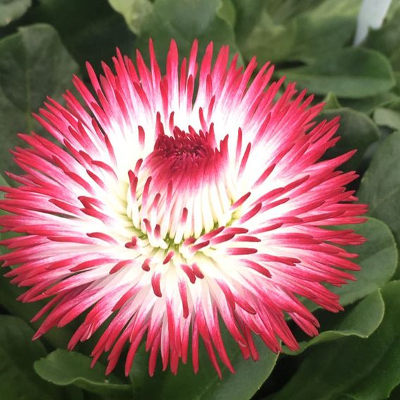 Bellis 'Habanera Red & White Bicolour'
