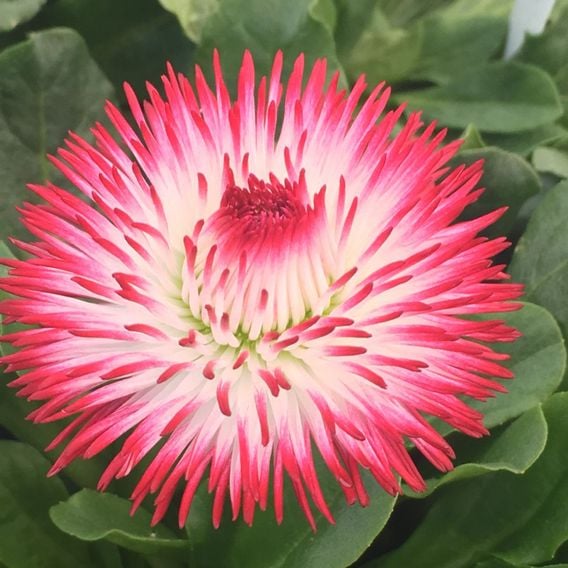 Bellis 'Habanera Red & White Bicolour'