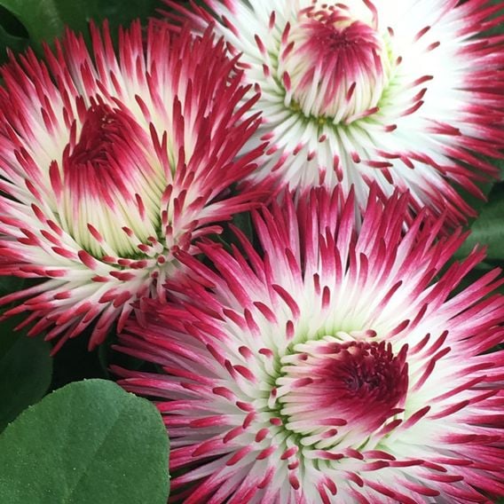 Bellis 'Habanera Red & White Bicolour'