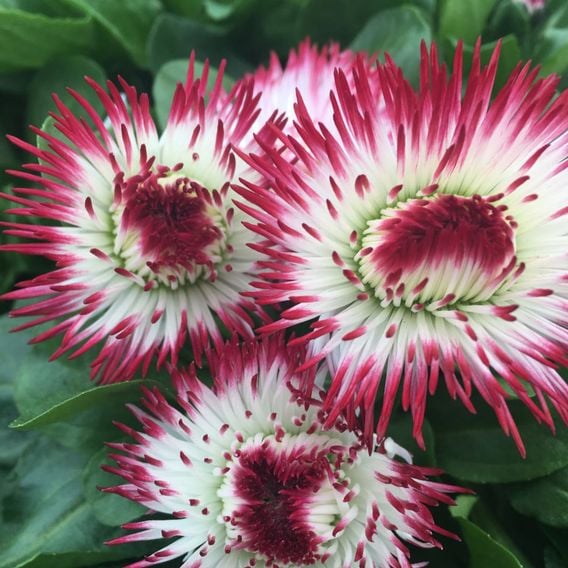 Bellis 'Habanera Red & White Bicolour'