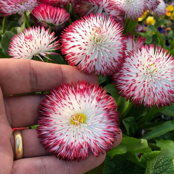 Bellis 'Habanera Red & White Bicolour'